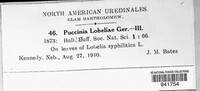 Puccinia lobeliae image